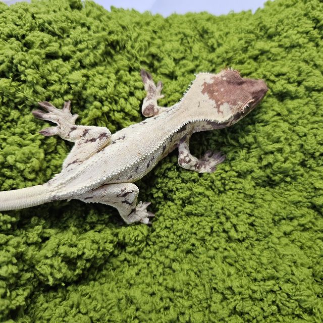 릴리 세이블