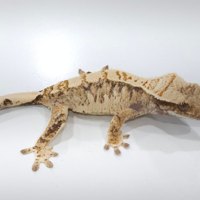 트라이 화이트스팟 드리피