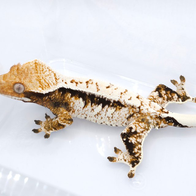 트라이 화이트스팟 드리피 노멀