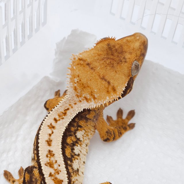 트라이 쿼드 화이트스팟 드리피 텐저린