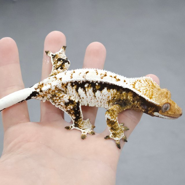 트라이 화이트스팟 드리피 노멀