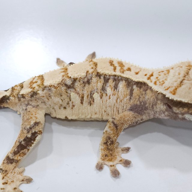 트라이 화이트스팟 드리피