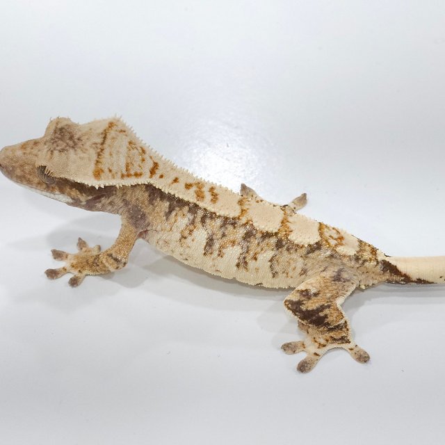 트라이 화이트스팟 드리피