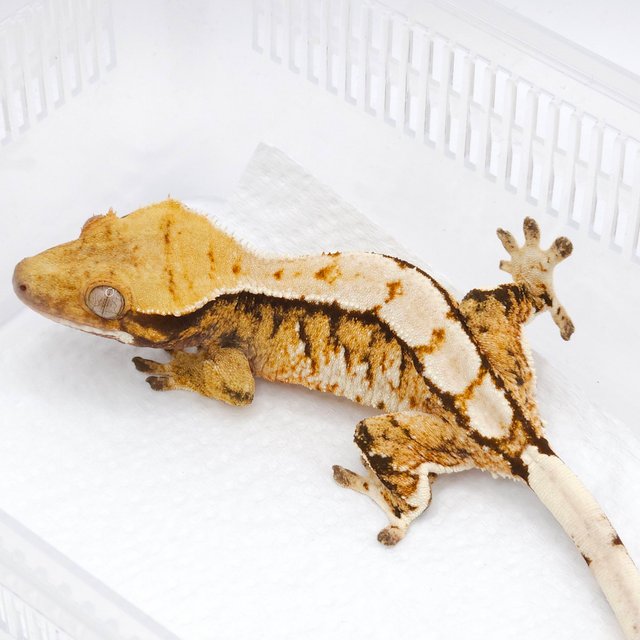 트라이 익스트림할리퀸