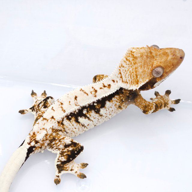 트라이 화이트스팟 드리피 노멀