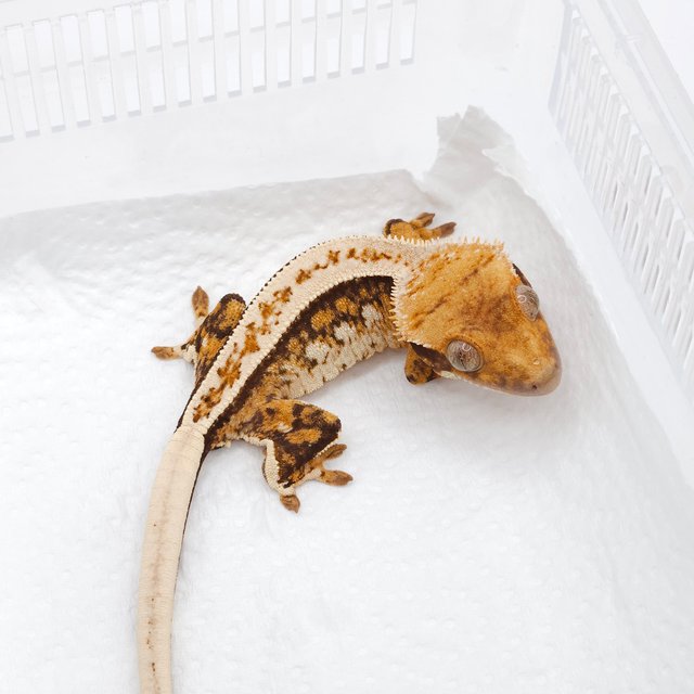 트라이 쿼드 화이트스팟 드리피 텐저린