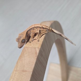 익스트림할리퀸