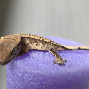 노멀 익스트림할리퀸