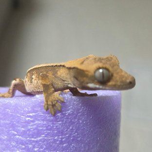 노멀 트라이 할리퀸 다크