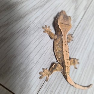 익스트림할리퀸