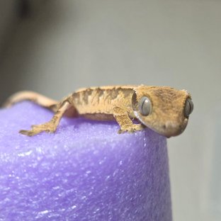 노멀 트라이 익스트림할리퀸