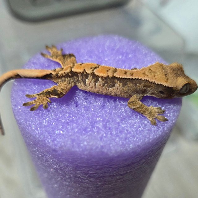 노멀 트라이 익스트림할리퀸