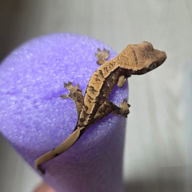 노멀 익스트림할리퀸