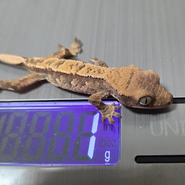 노멀 익스트림할리퀸