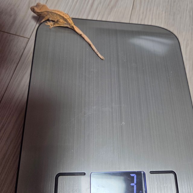 익스트림할리퀸