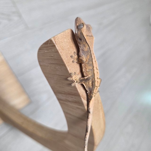 익스트림할리퀸