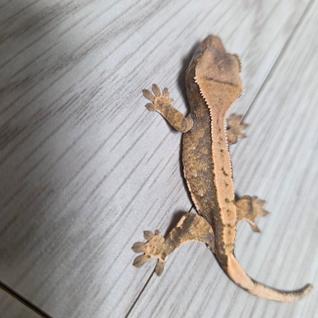 익스트림할리퀸