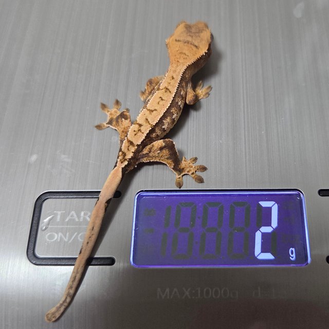 노멀 트라이 할리퀸 다크