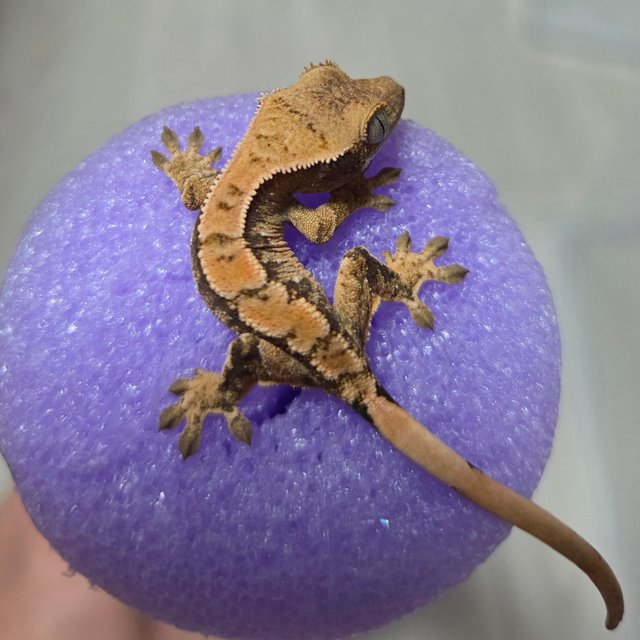 노멀 트라이 익스트림할리퀸