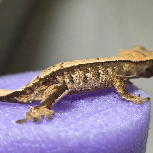 노멀 트라이 할리퀸 다크