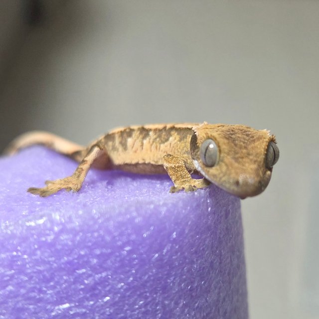 노멀 트라이 익스트림할리퀸