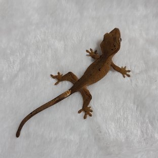 달마시안 슈퍼달마시안