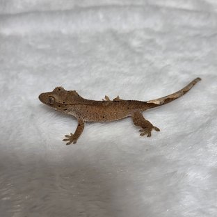 달마시안 슈퍼달마시안