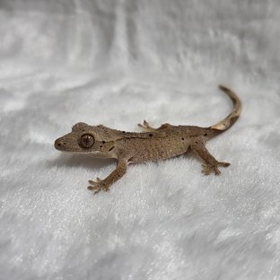 달마시안 슈퍼달마시안