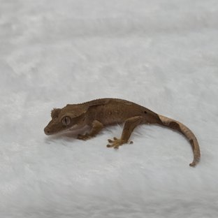 달마시안 슈퍼달마시안