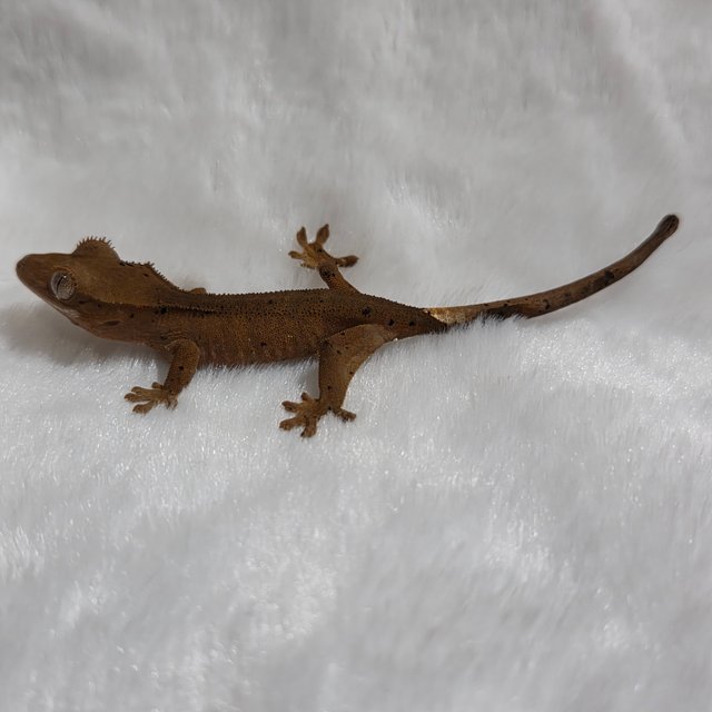 달마시안 슈퍼달마시안