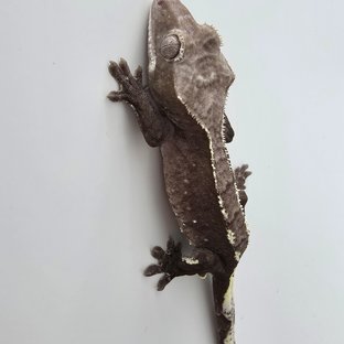 아잔틱