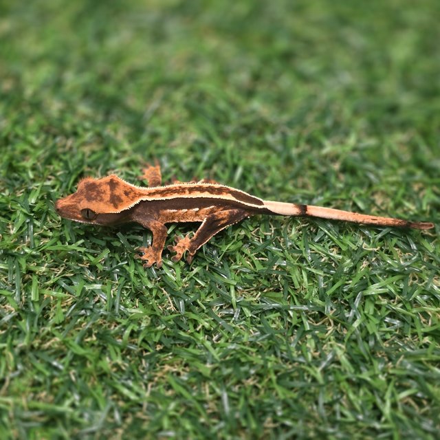 엠티백 풀핀 쿼드