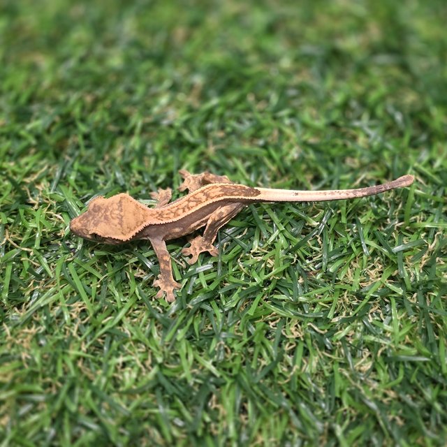 엠티백 풀핀 쿼드