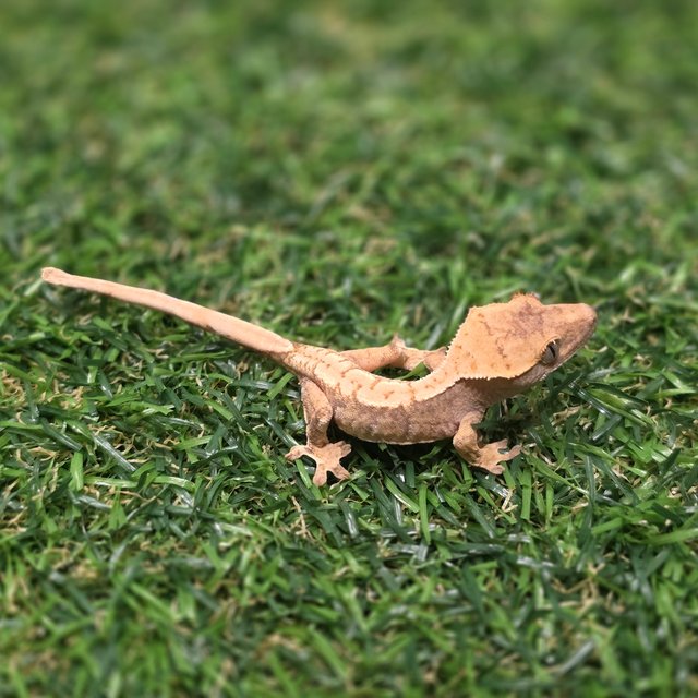 트라이 익스트림할리퀸