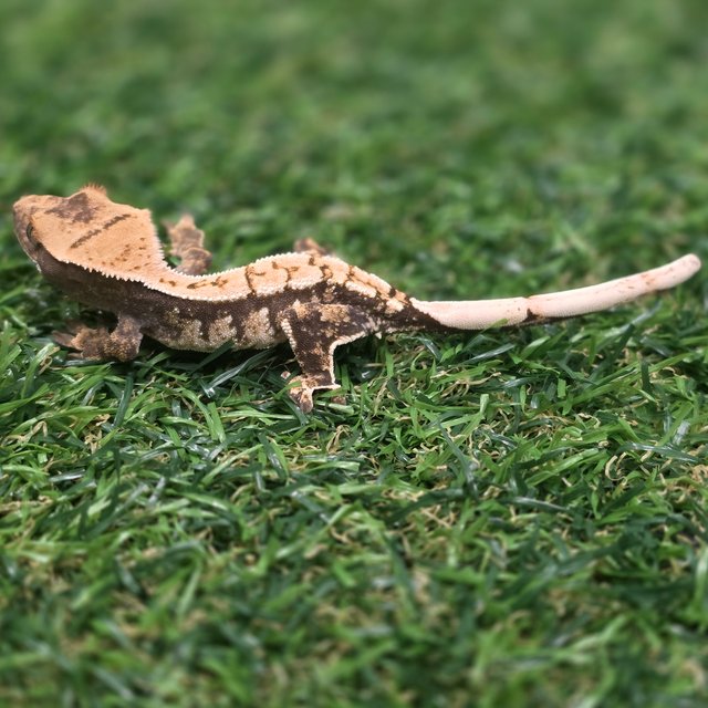 트라이 익스트림할리퀸