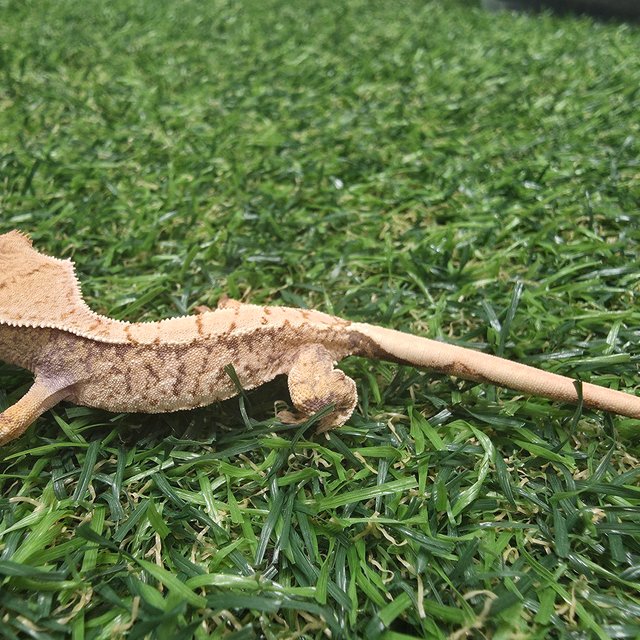 트라이 익스트림할리퀸