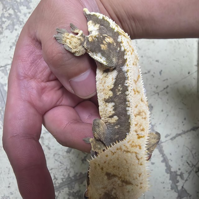 드리피 풀핀 릴리화이트 쿼드