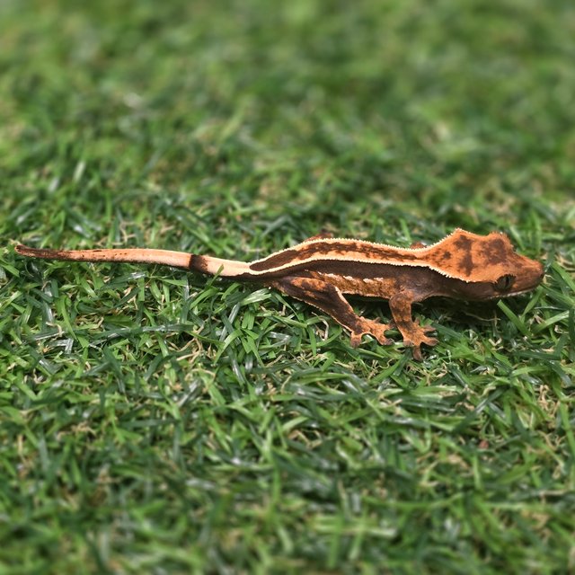 엠티백 풀핀 쿼드