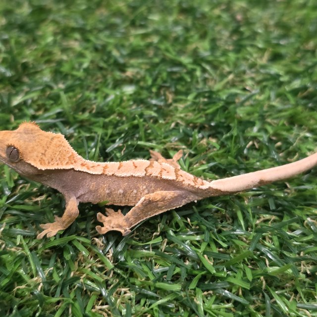 트라이 익스트림할리퀸