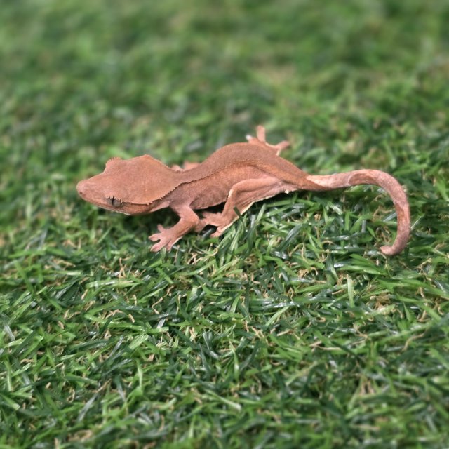 팬텀 바이 레드