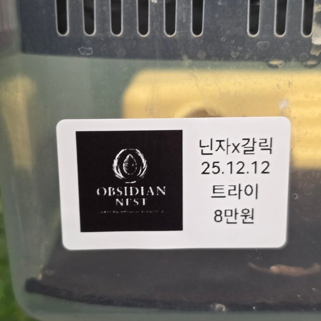 트라이 익스트림할리퀸