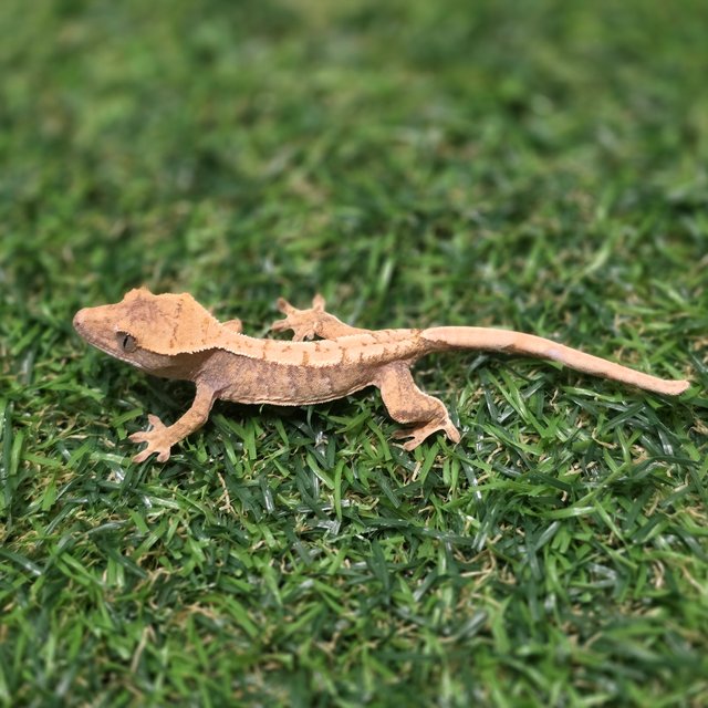 트라이 익스트림할리퀸