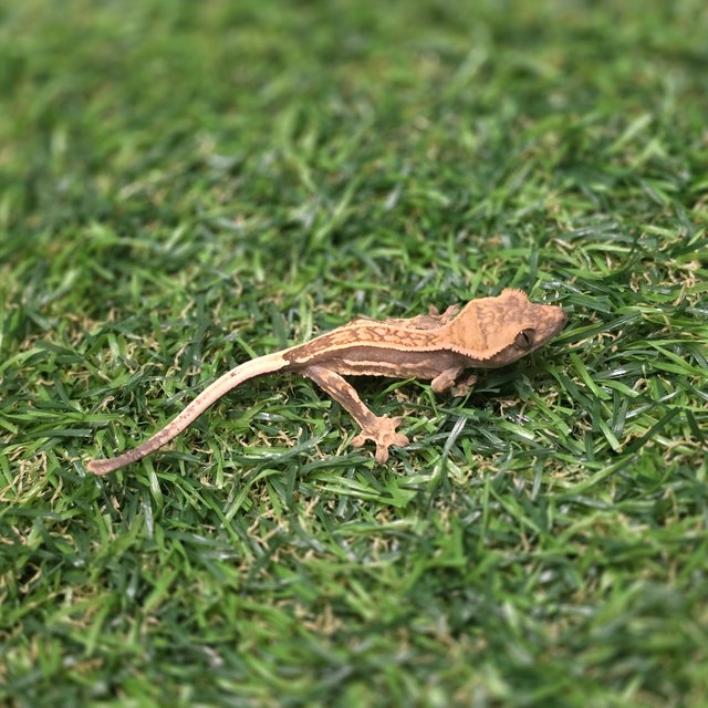 엠티백 풀핀 쿼드