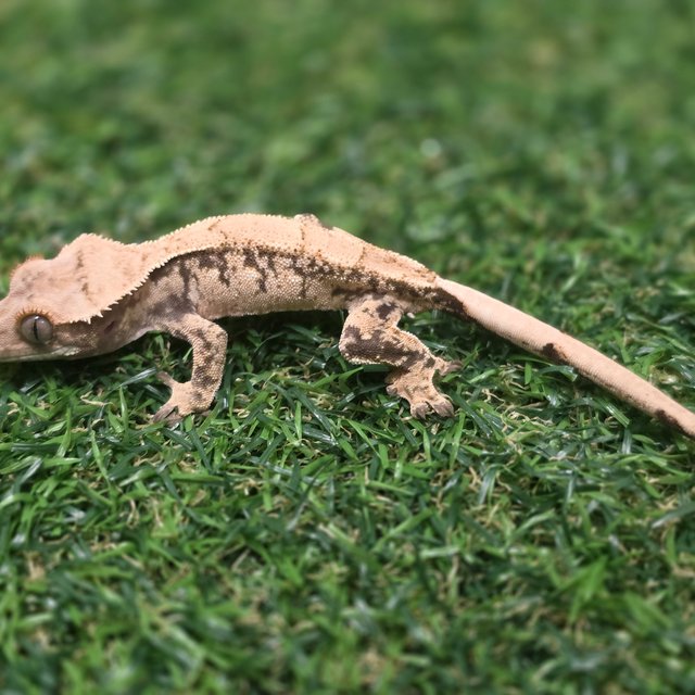 트라이 익스트림할리퀸