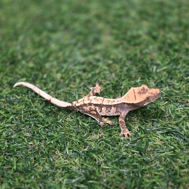 트라이 익스트림할리퀸