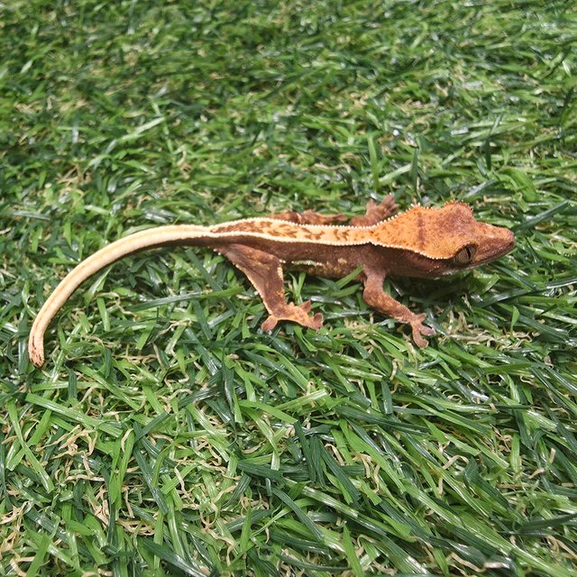 풀핀 레드 쿼드