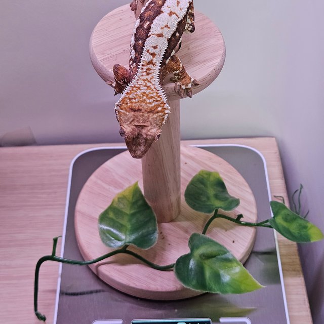 100%헷아잔틱 릴리화이트