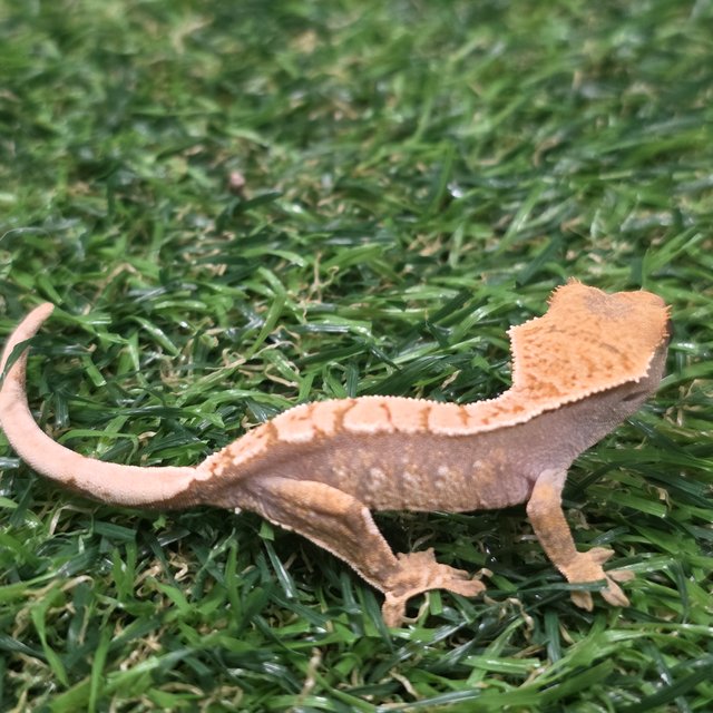 트라이 익스트림할리퀸