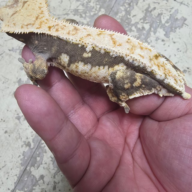 드리피 풀핀 릴리화이트 쿼드