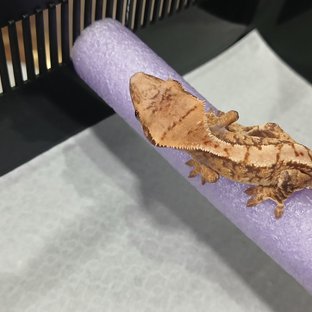 익스트림할리퀸 할리퀸 트라이